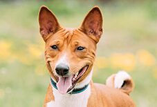 Basenji Senior