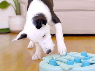 dog playing with blue puzzle toy