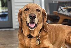 Basset Retriever