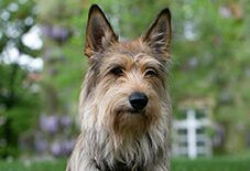 Berger Picard Adult