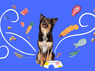 dog surrounded by food