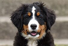 Bernese Mountain Dog Adult