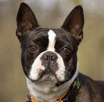 Brindle