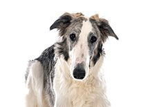 Borzoi Senior