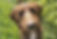 Bassetoodle