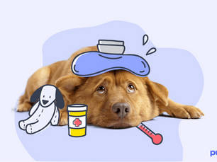 unwell dog with a thermometer