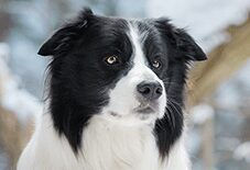 Border Collie Senior