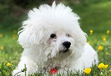Bichon Senior