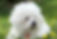 Bichon Senior