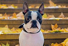 Boston Terrier Adult