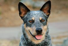 Australian Cattle Dog Adult