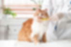 Vet brushing a fluffy orange and white cat's teeth with a yellow brush. The cat sits on a table in a bright room, looking amused.