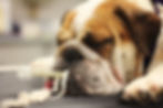 Sleeping bulldog with a tube in its mouth on a vet's table.