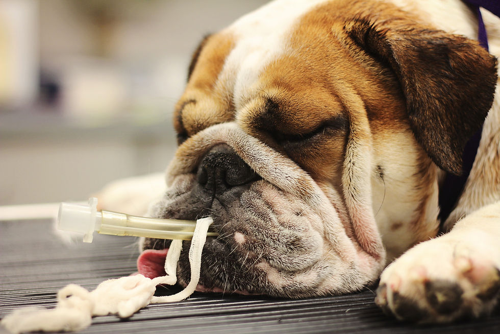 Sleeping bulldog with a tube in its mouth on a vet's table. 