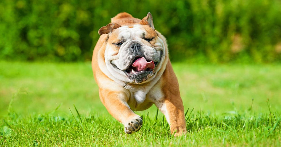 Bulldog joyfully running on vibrant green grass, tongue out, against a blurred leafy backdrop, conveying happiness