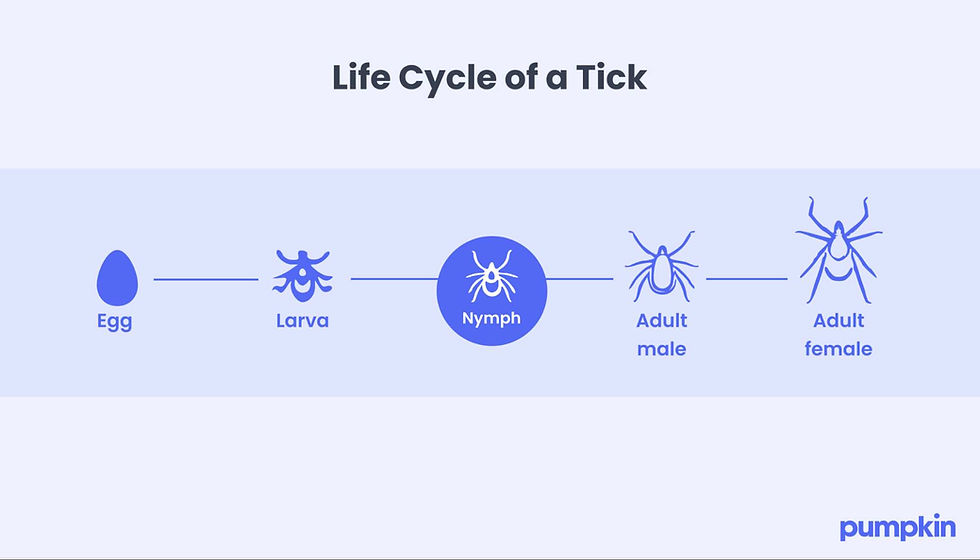 Life cycle of a tick diagram showing stages: egg, larva, nymph, adult male, adult female, in blue on light background.