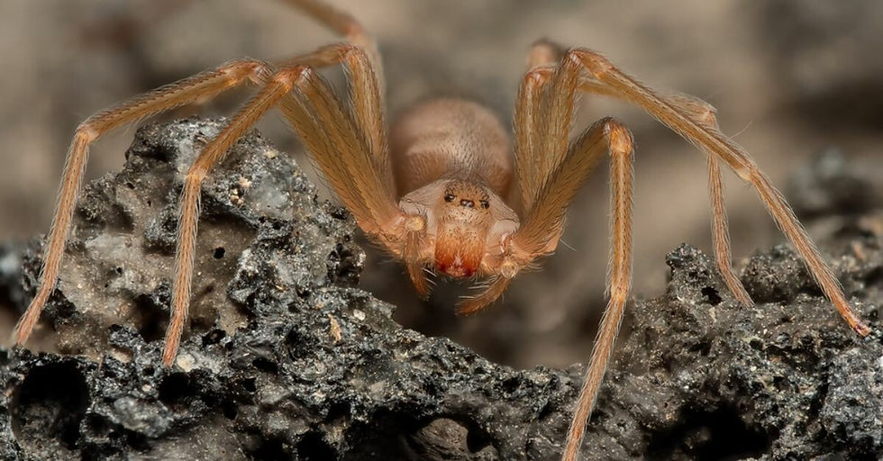 Close-up of a spider with long legs on textured, dark ground. The spider's body is light brown, creating a contrast in the earthy setting.
