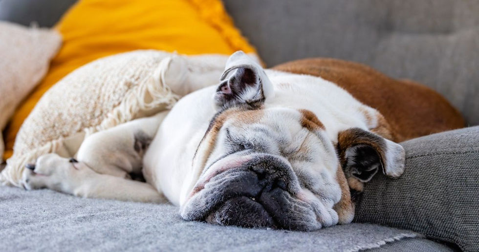 Bulldog sleeping on a gray couch with cozy pillows