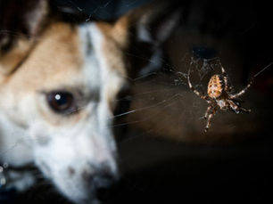 dog looking at spider