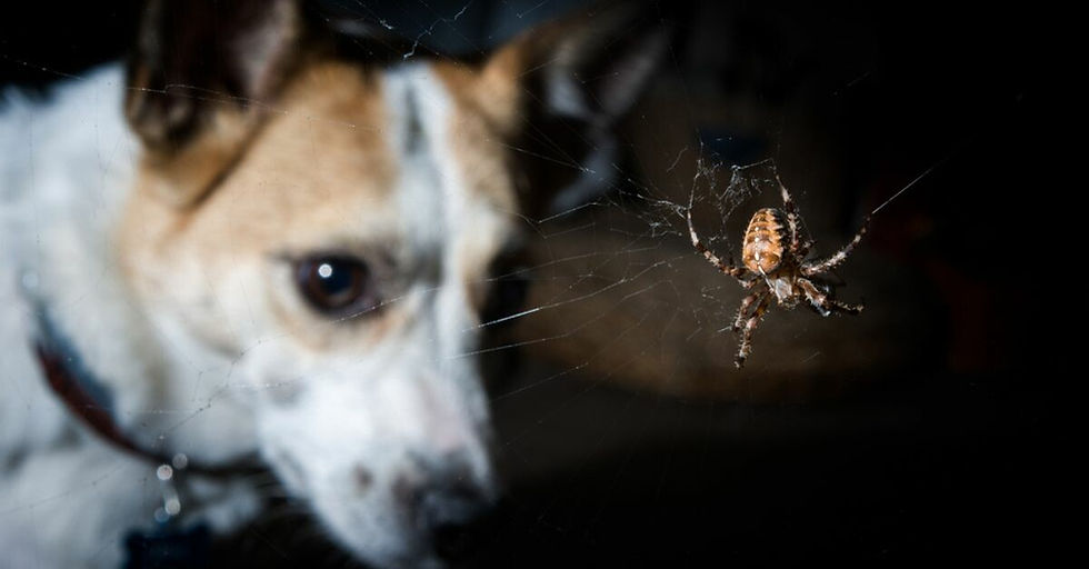 What to Do If Your Dog Is Bitten by a Spider