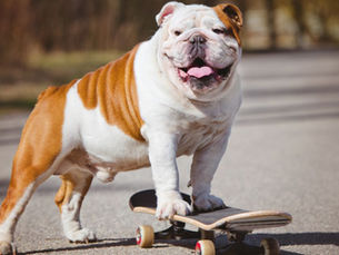 english bulldog on a skateboard