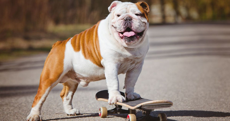 16 Interesting Facts About the Lovable English Bulldog