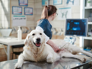 dog prepping for surgery