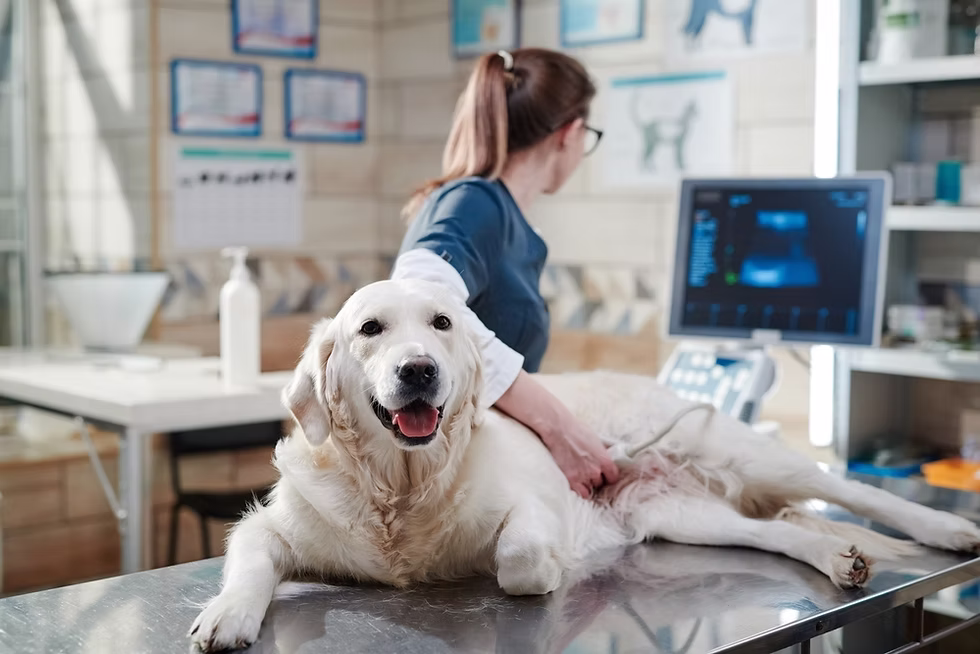 Does Pet Insurance Cover Surgery?