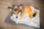 Corgi lying on a gray mat with an orange bandage, looking up with a calm expression.