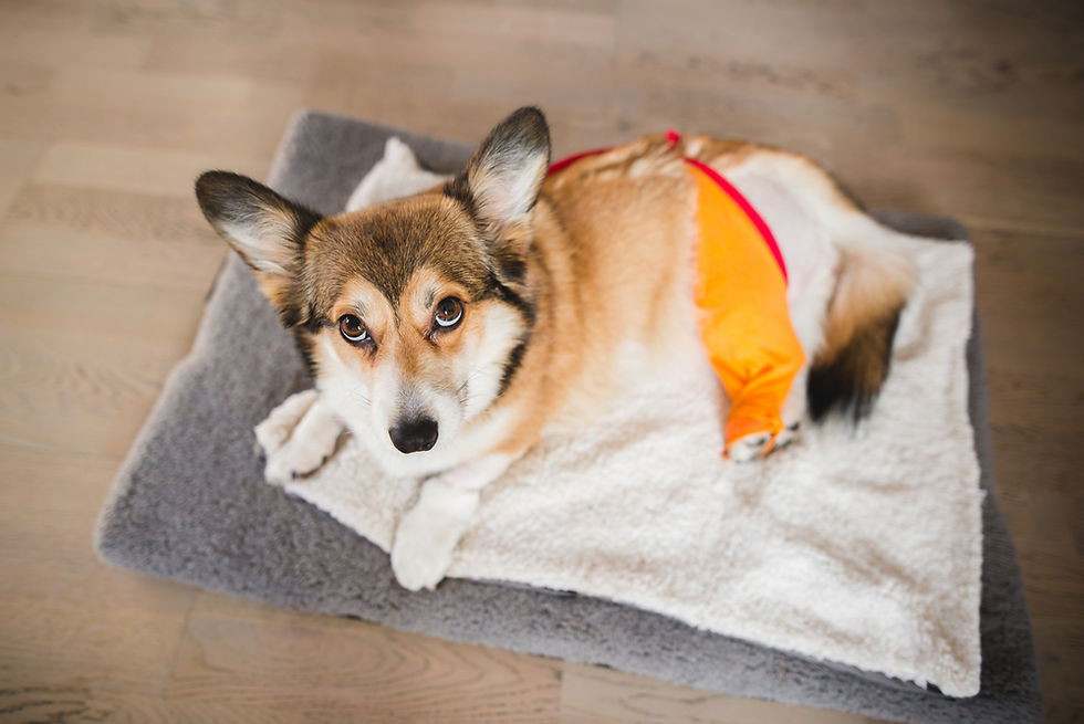 Corgi lying on a gray mat with an orange bandage, looking up with a calm expression. 