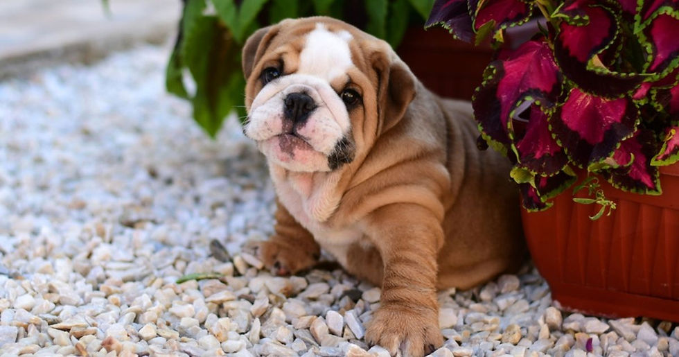 Bulldog puppy sitting on white pebbles, surrounded by green and purple potted plants, looking curiously at the camera.