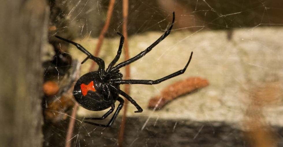 Black widow spider with a red hourglass marking sits on a web against a blurred wooden background, creating a tense, natural mood.