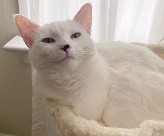 Houlihan the cat