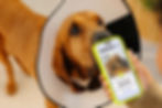 Large breed dog looking up at phone displaying Pumpkin Now paying back $5,014