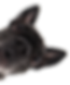 Silo-Sticky_Pet-Dog-Black_Frenchie.png