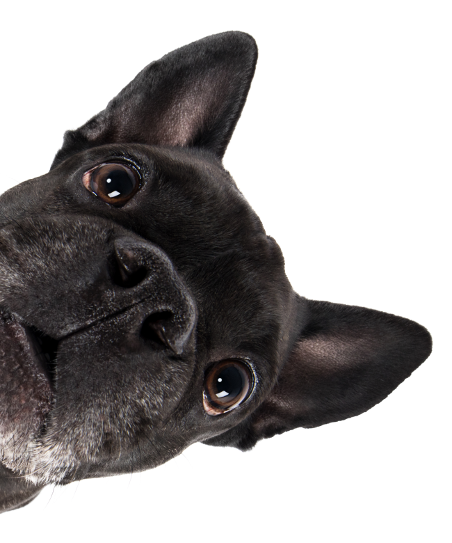 Silo-Sticky_Pet-Dog-Black_Frenchie.png