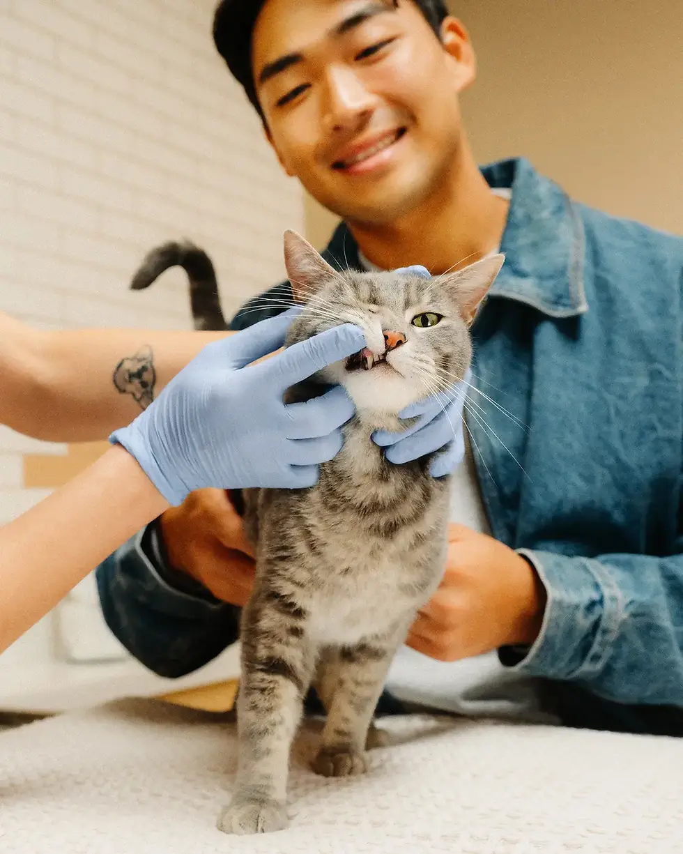 Lifestyle-Vet-Cat_Exam-4x5.webp