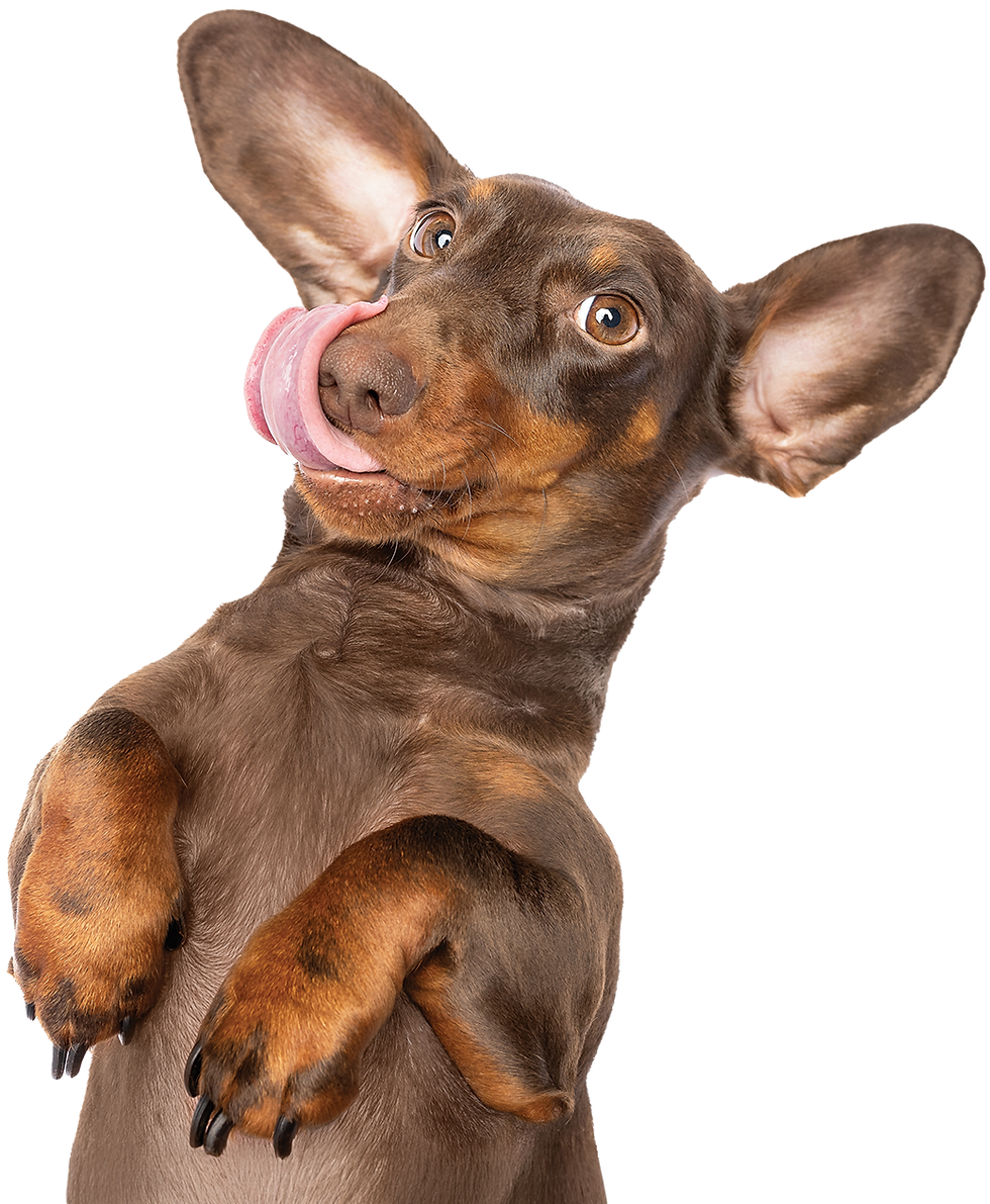 Dachshund dog laying belly up licking its mouth