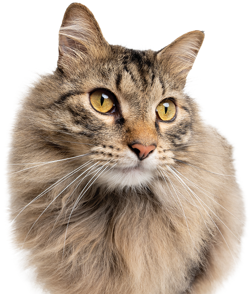 Silo-Frame-Tabby_Cat.png