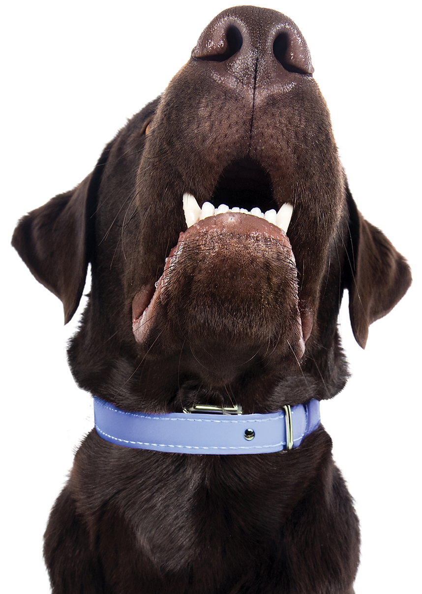 Brown lab dog looking up