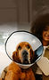 Hero-Dog-Cone_Checkout-Small_Med.jpg