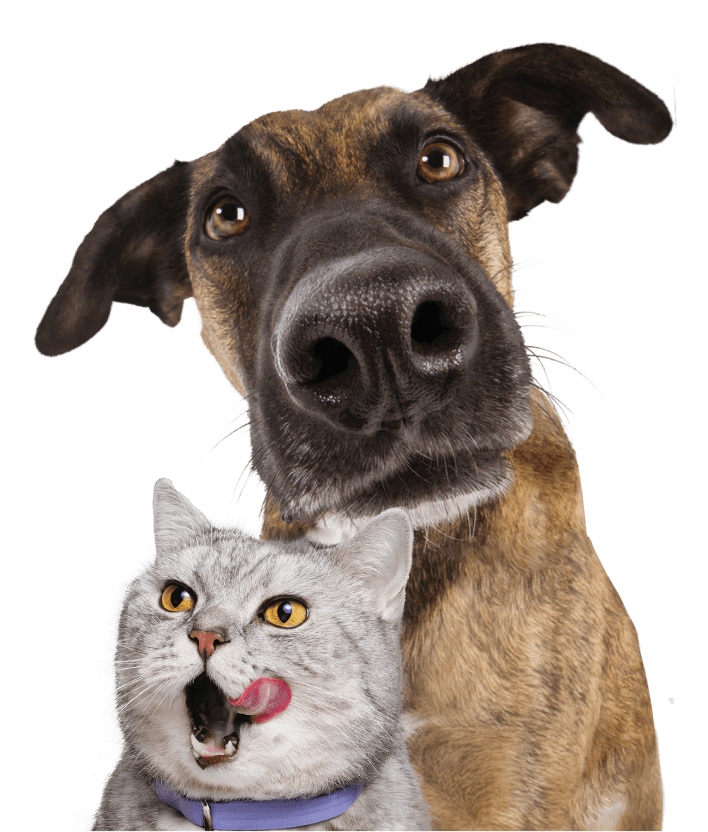 Hero-Silo-LargeMixDog_BritishShorthair.png