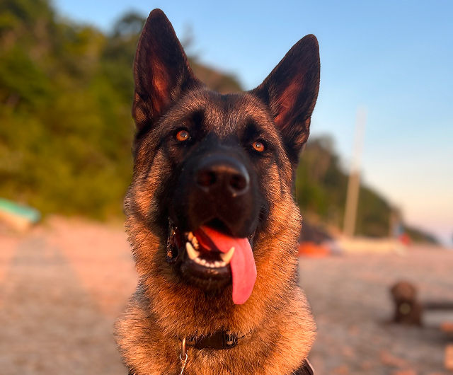Testimonial-Dog-Ridge.jpg