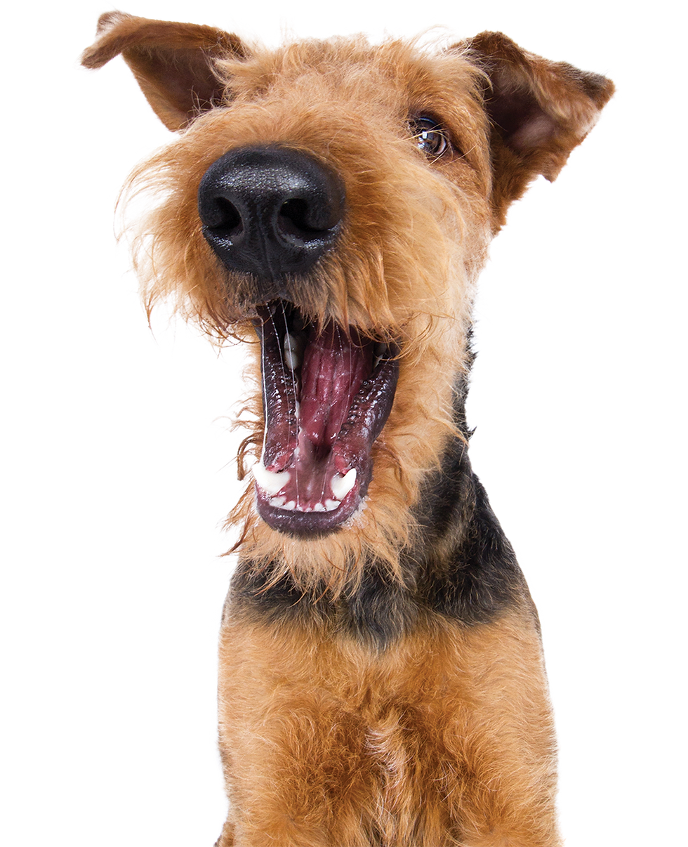 airdale terrier yawning
