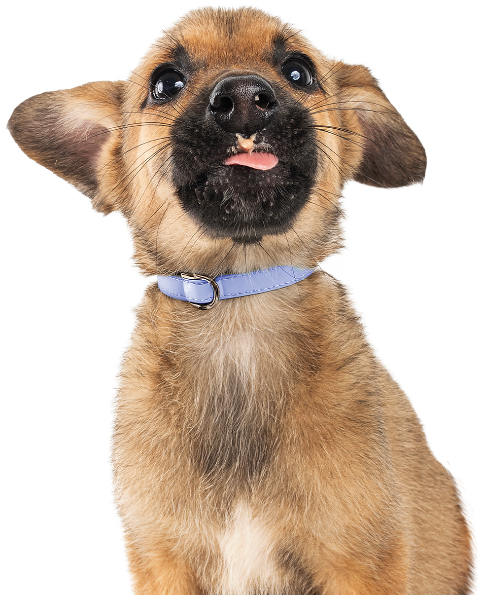 Silo-Frame-Puppy-German_Shepherd-Tongue_Collar.png
