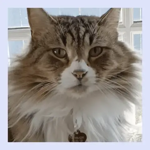 Care_Story-Cat-Hunter.webp