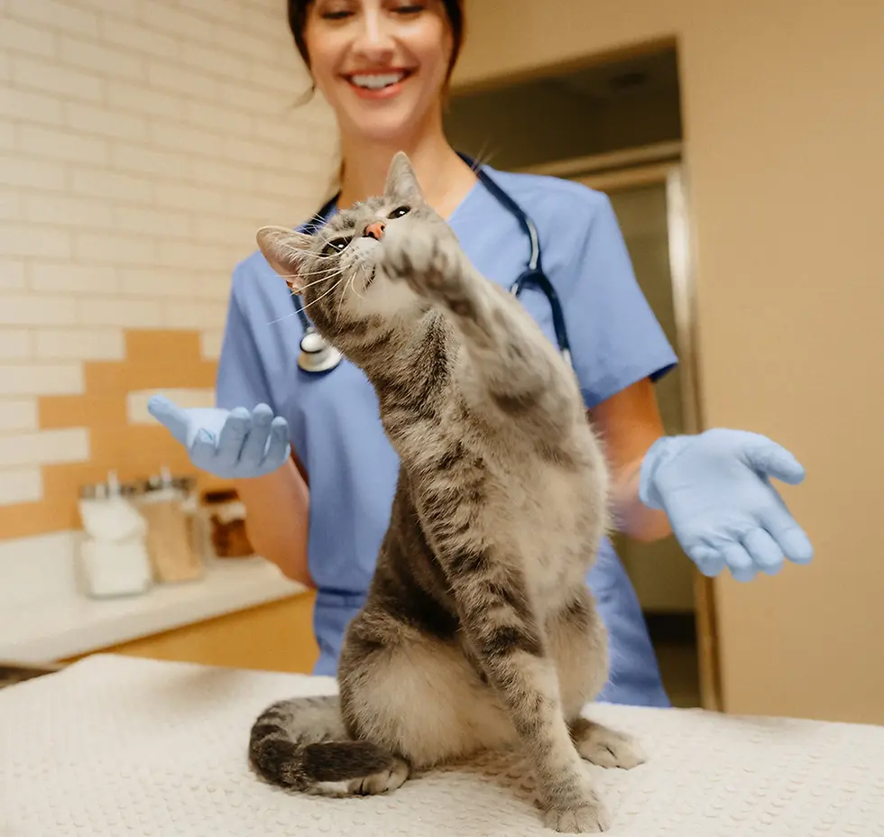 Lifestyle-Cat_Exam-Play.webp