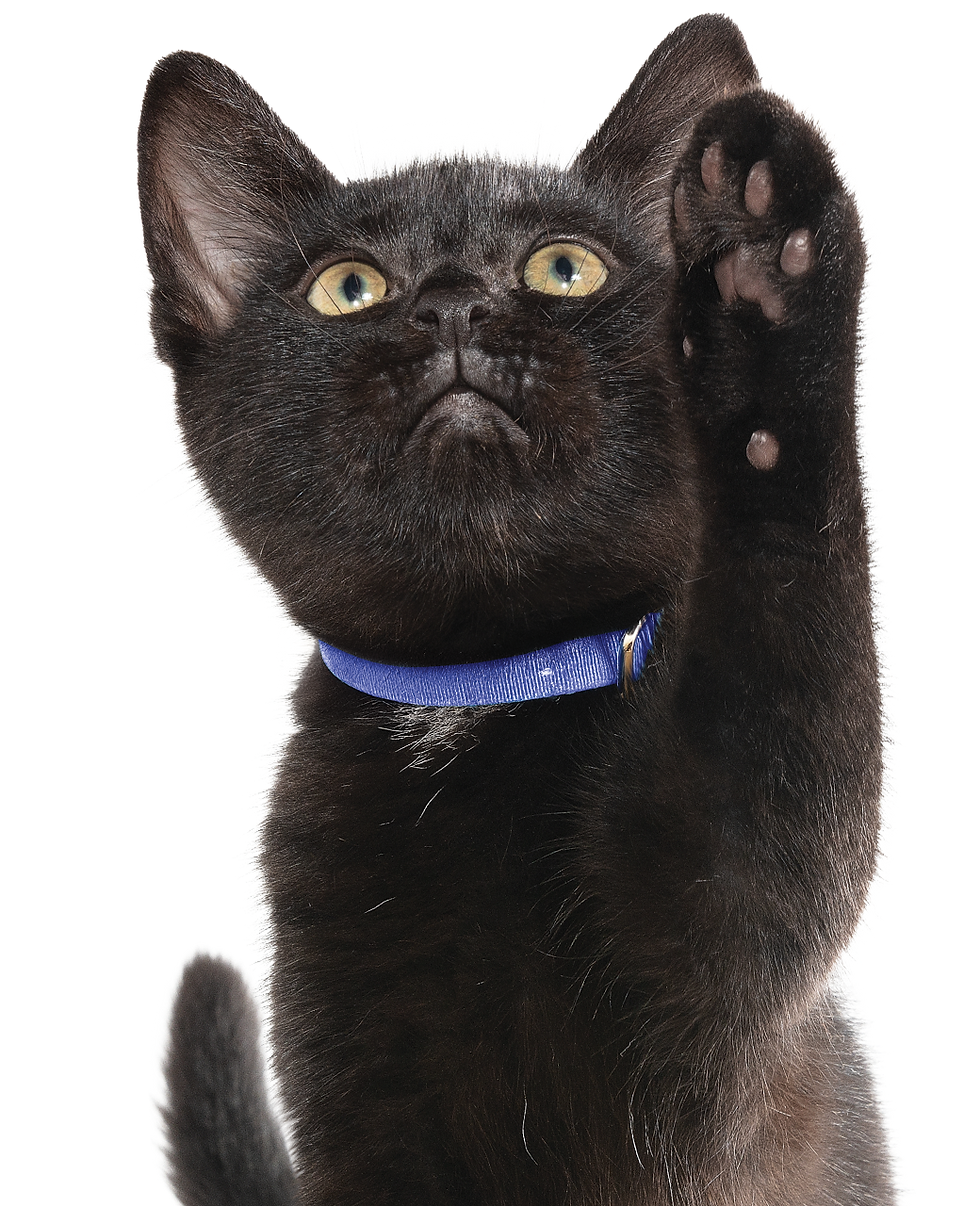 Black kitten pawing a the screen