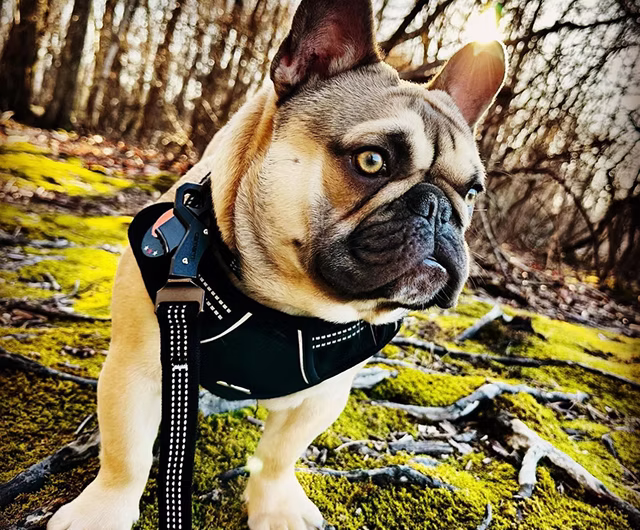 French bulldog Jack who has Pumpkin Pet Insurance