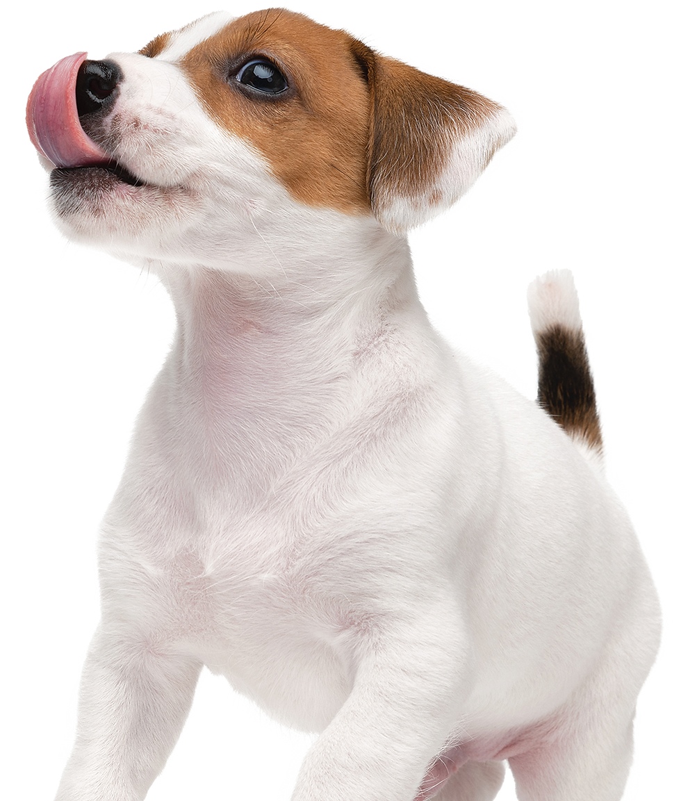 Beagle puppy licking his nose